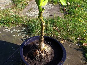 C.baccatum Jamy