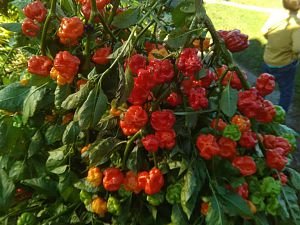 IMG_20171014_155725