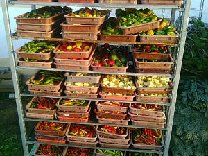 IMG_20171014_170742