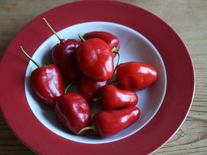 20171015-rocoto-marmelade-HM6C9338