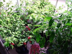 Chilihaus_20171016