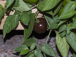 171016_Rocoto_Big_Brown