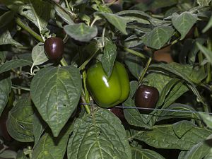 171016_Rocoto_Brown_Mini