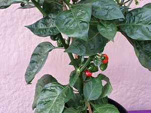 20171016_150604_Richtone(HDR)