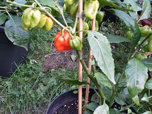 20171016_150623_Richtone(HDR)