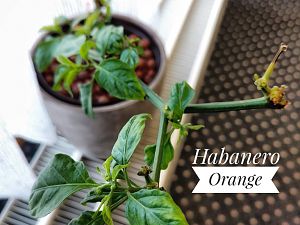 Habanero Orange Büro