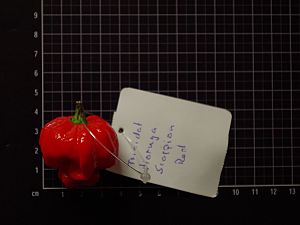 Trinidad Moruga Scorpion Red