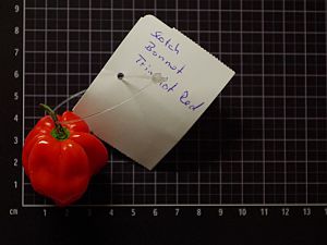 Scotch Bonnet Trinidad Red