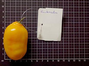 Rocoto Guatamalan Orange