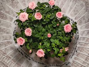 IMG_20171021_212300_DRO-01