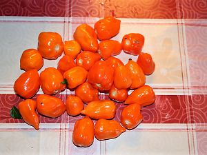 Habanero orange