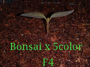 Bonsai x 5color f4