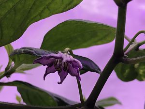 Canario Blüte 2