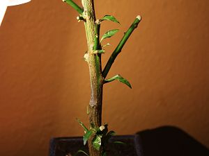 Aribibi Gusano Bonchi