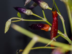 171031_Cumstock_Purple_Pepper