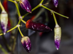 171031_Cumstock_Purple_Pepper_1