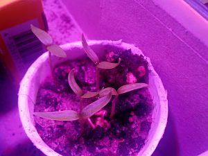 IMG_20170912_110750