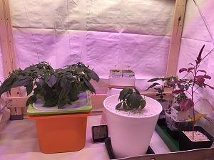 Growzelt aufgeräumt