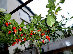 P1320330