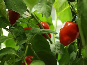 20171104-rocoto-HM6C9733