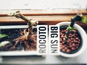 Bonchis: Rocoto & Habanero Big Sun
