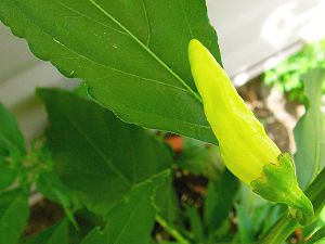 CabeRawit27072016