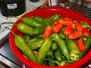 Aji Amarillo und Arseclown Jolokia