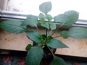 IMG_20171112_100659