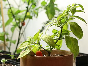 20171112-bhut-jolokia-steckling-HM6C9823