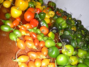 P1320506