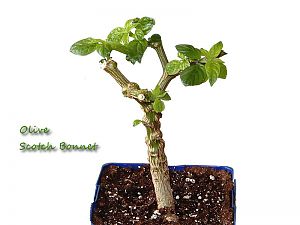 Olive Scotch Bonnet
