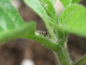 20171118-limon-bonchi-HM6C9858-crop