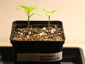 20171118-rocoto-cuencano-HM6C9850