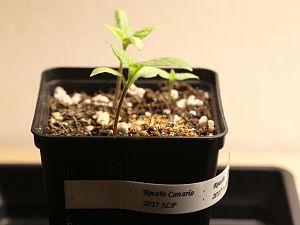 20171118-rocoto-canario-HM6C9851
