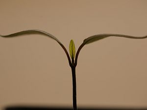 20171118-serrano-purple-HM6C9846
