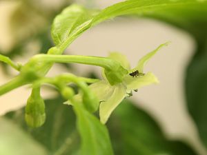 20171119-orange-habanero-HM6C9893