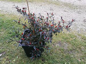 IMG_20171105_141556-1587x1190