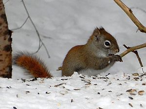 Squirrel