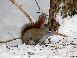 Squirrel