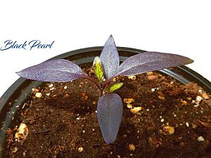 Black Pearl