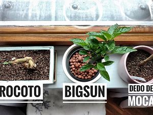 Rocoto, Big Sun, Dedo De Moca