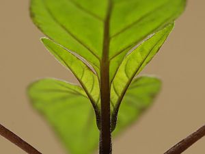 20171126-serrano-purple-HM6C0127-crop