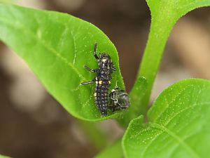 20171125-marienkaeferlarve-HM6C0122-crop