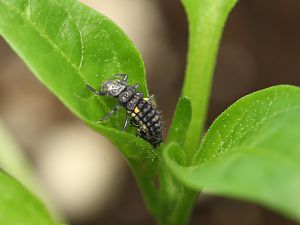 20171125-marienkaeferlarve-HM6C0108-crop
