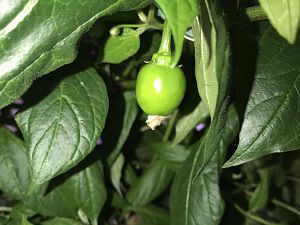 IMG_0925