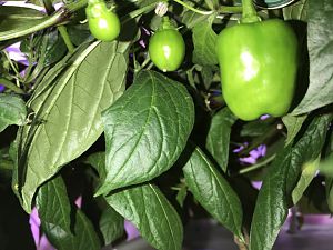 IMG_1560