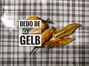 Dedo De Moca Gigante Gelb