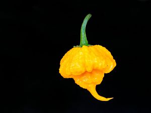 Chili-Scotch Brain