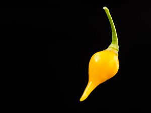 Chili-Bequinho Yellow