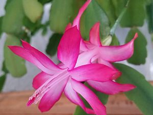 Schlumbergera